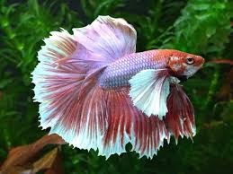 Elephant Ear Betta